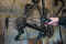 Druckluftpistole 1/4 Zoll BSP
