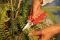 BESSEY Combischere gerade D48 190 mm